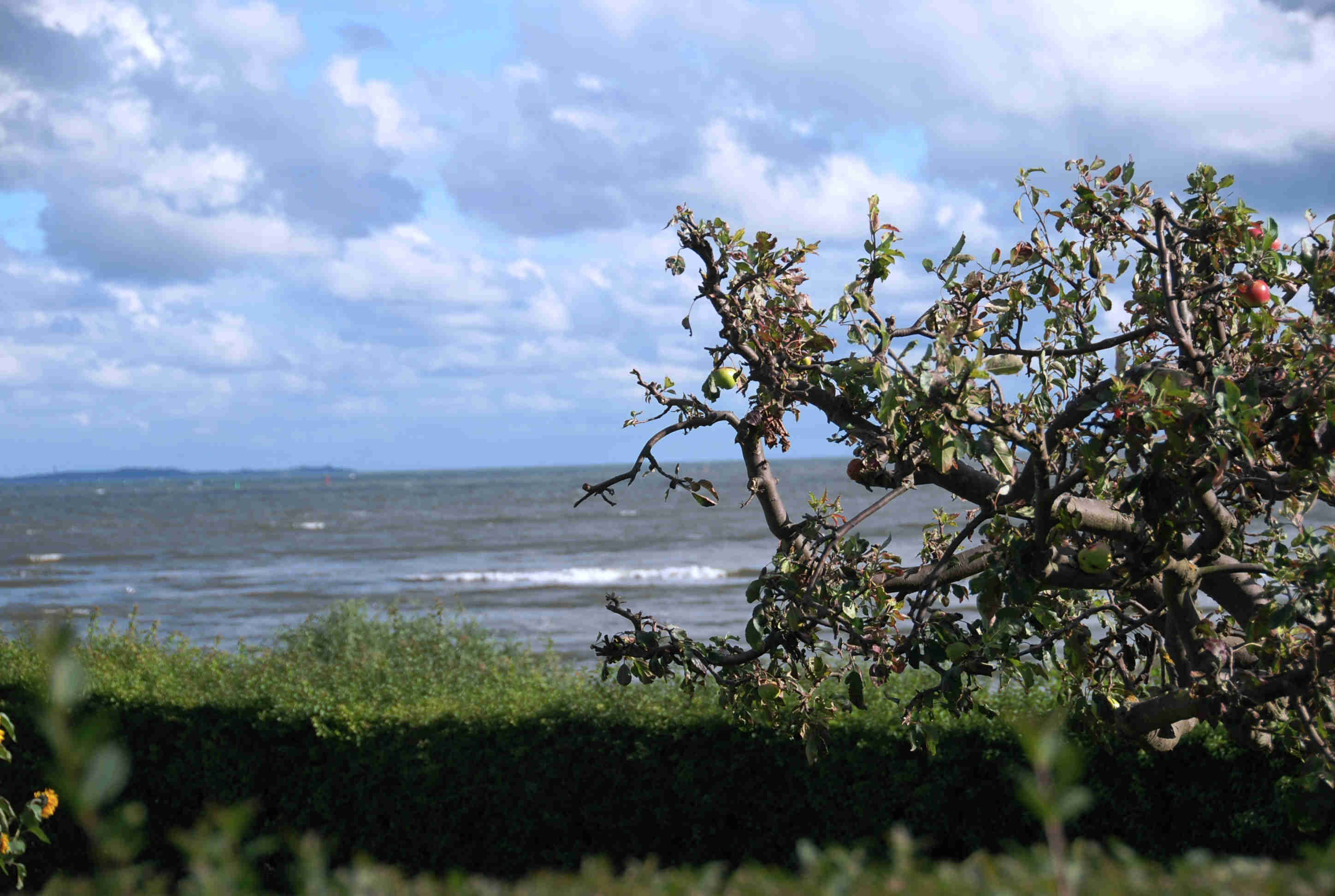 Blick auf Ostsee mit Apfelbaum.