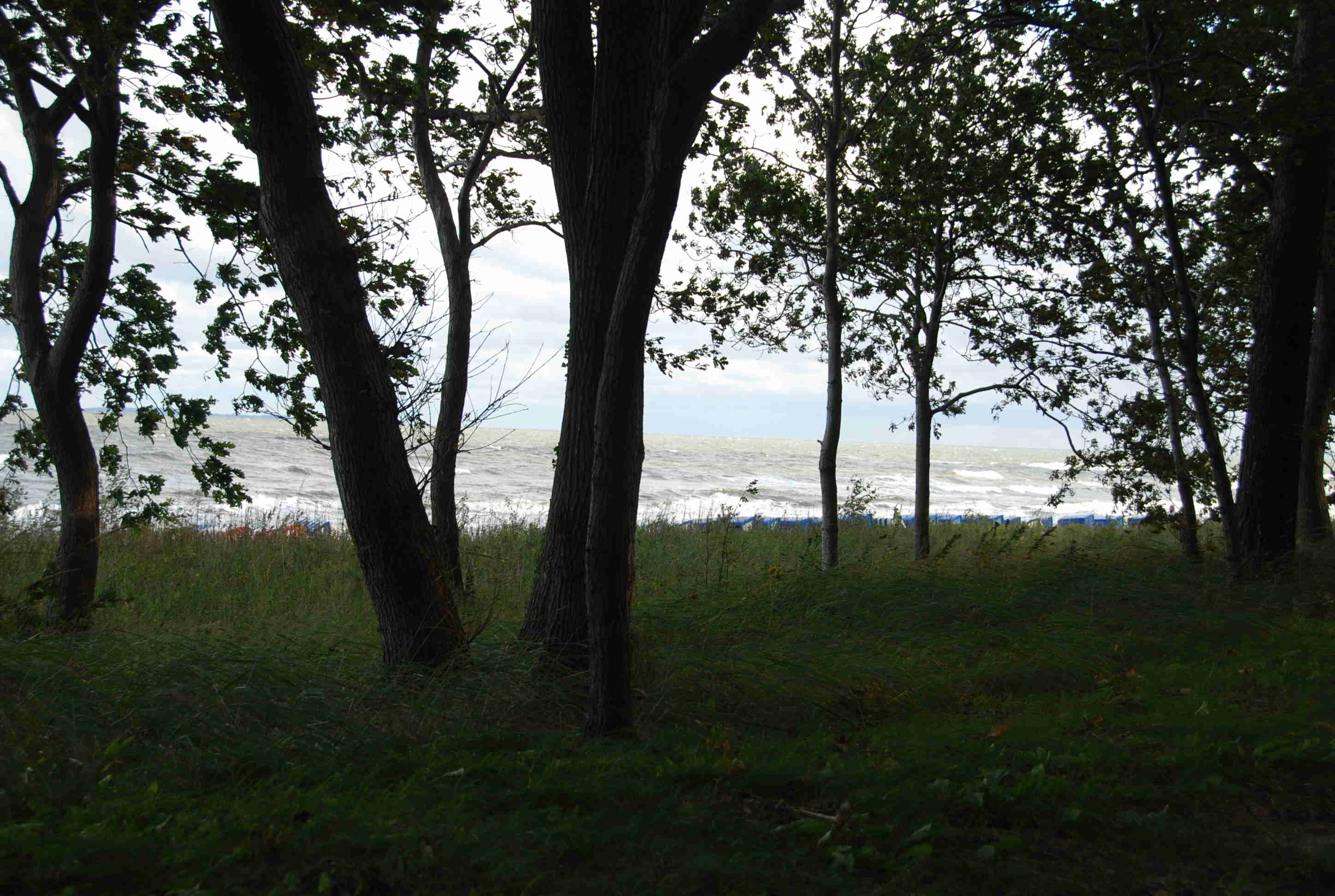 Blick durch Küstenschutzwald zur Ostsee.