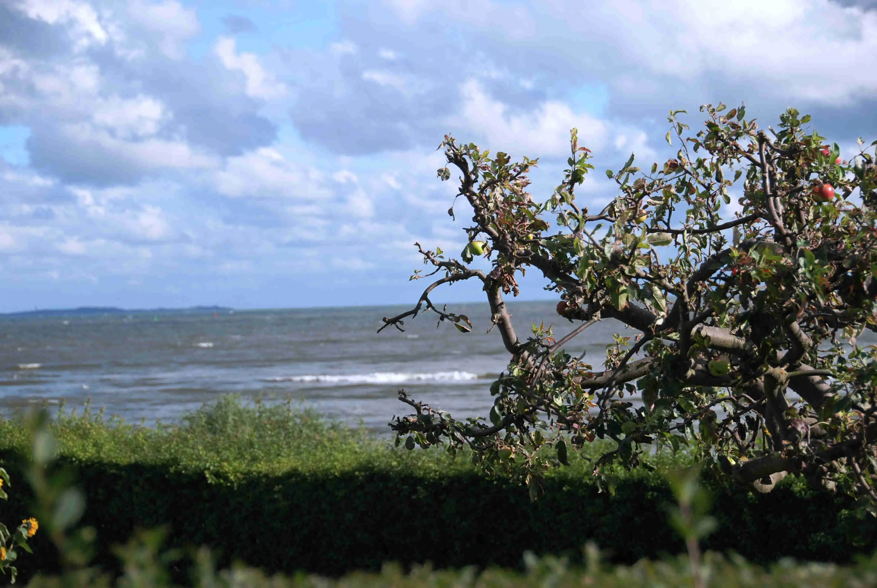 Blick auf Ostsee mit Apfelbaum.