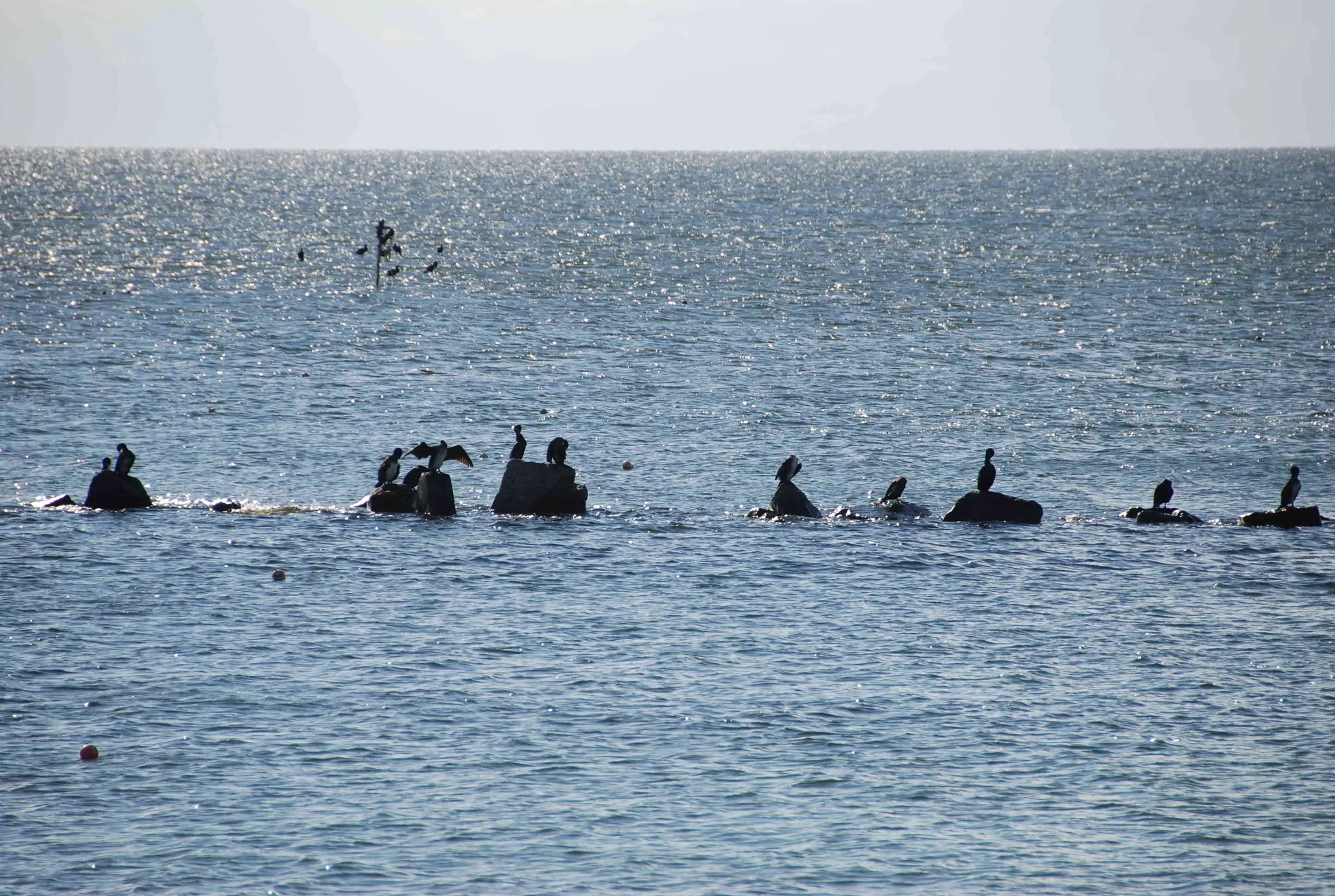 Die Ostsee mit Kormoranen auf Steinen.